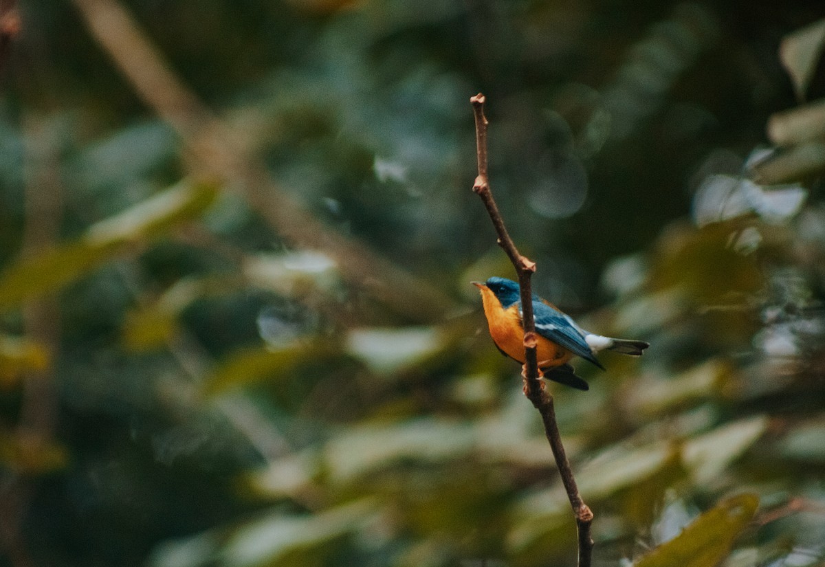 Tropical Parula - Tainara Cuchi