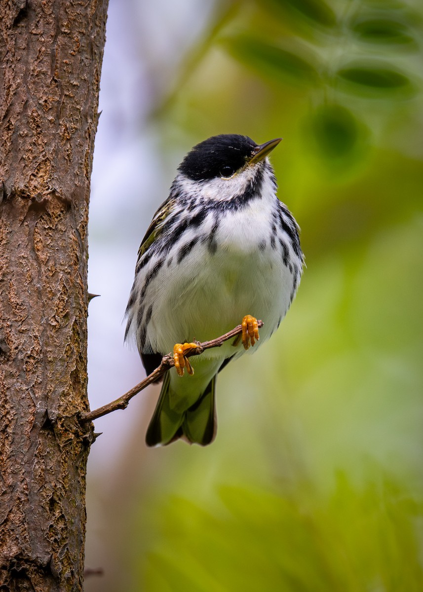 Blackpoll Warbler - Chris Thomas