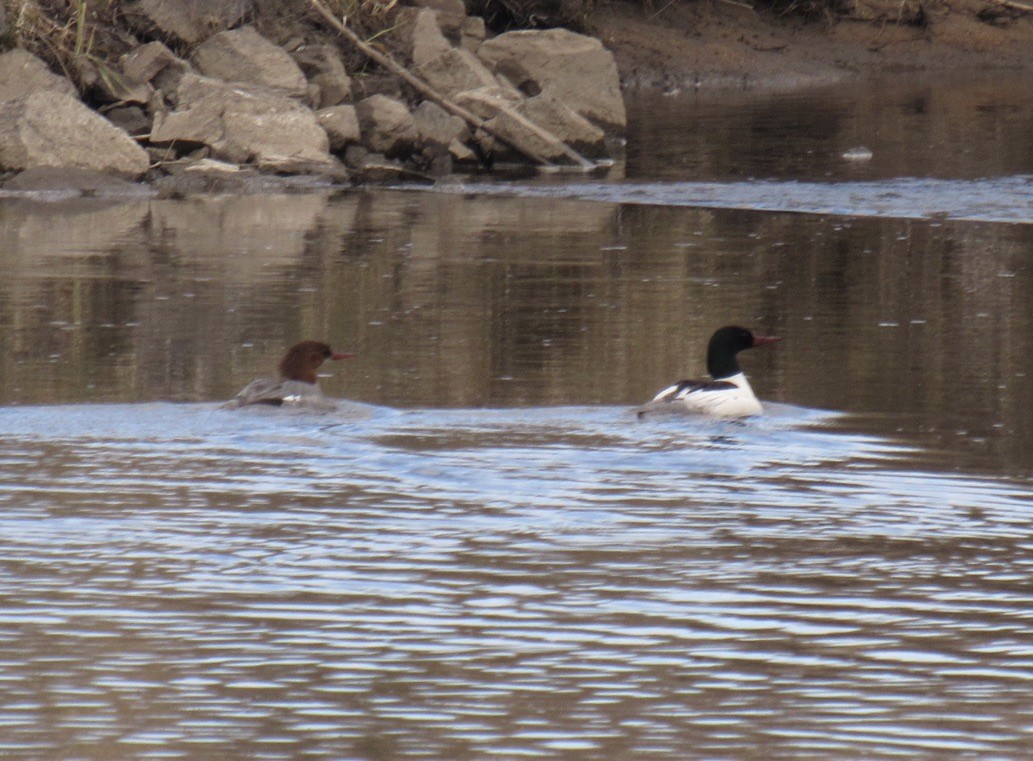 Common Merganser - Laurel Armstrong