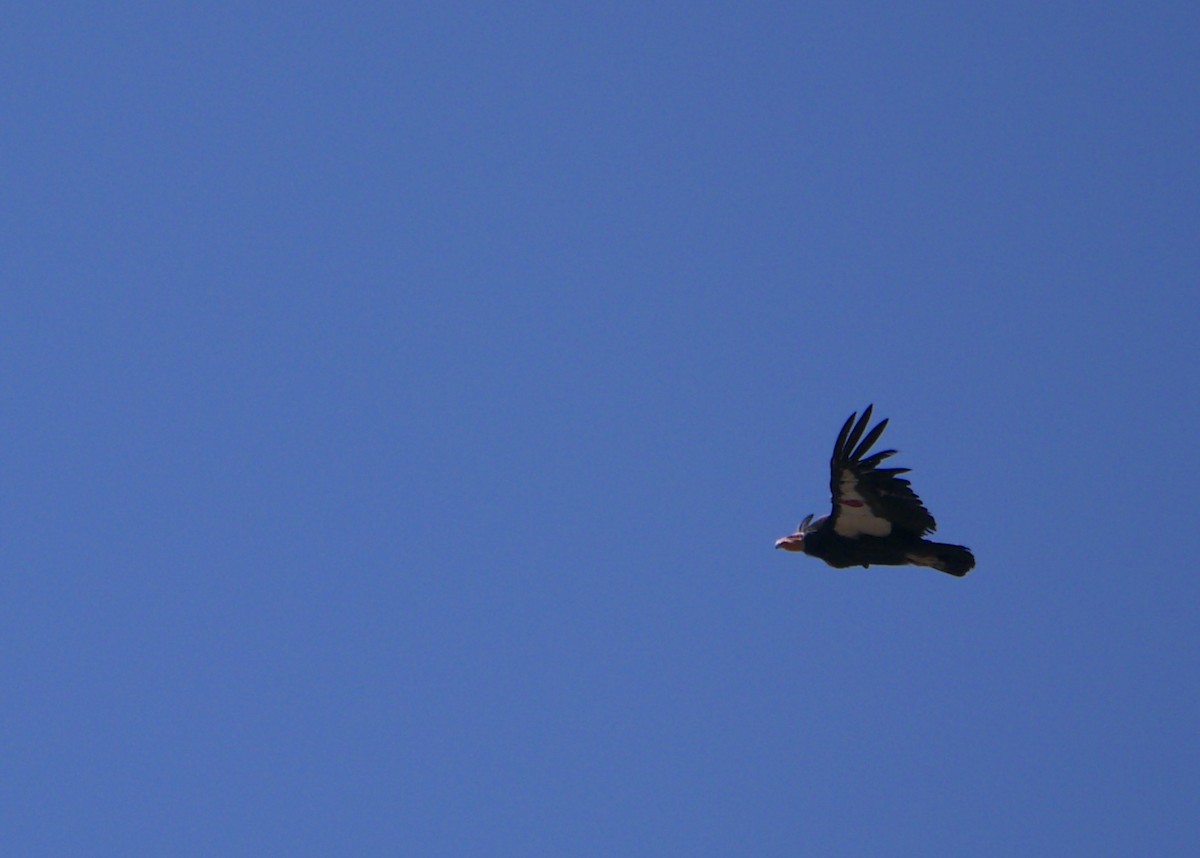 Condor de Californie - ML618967875