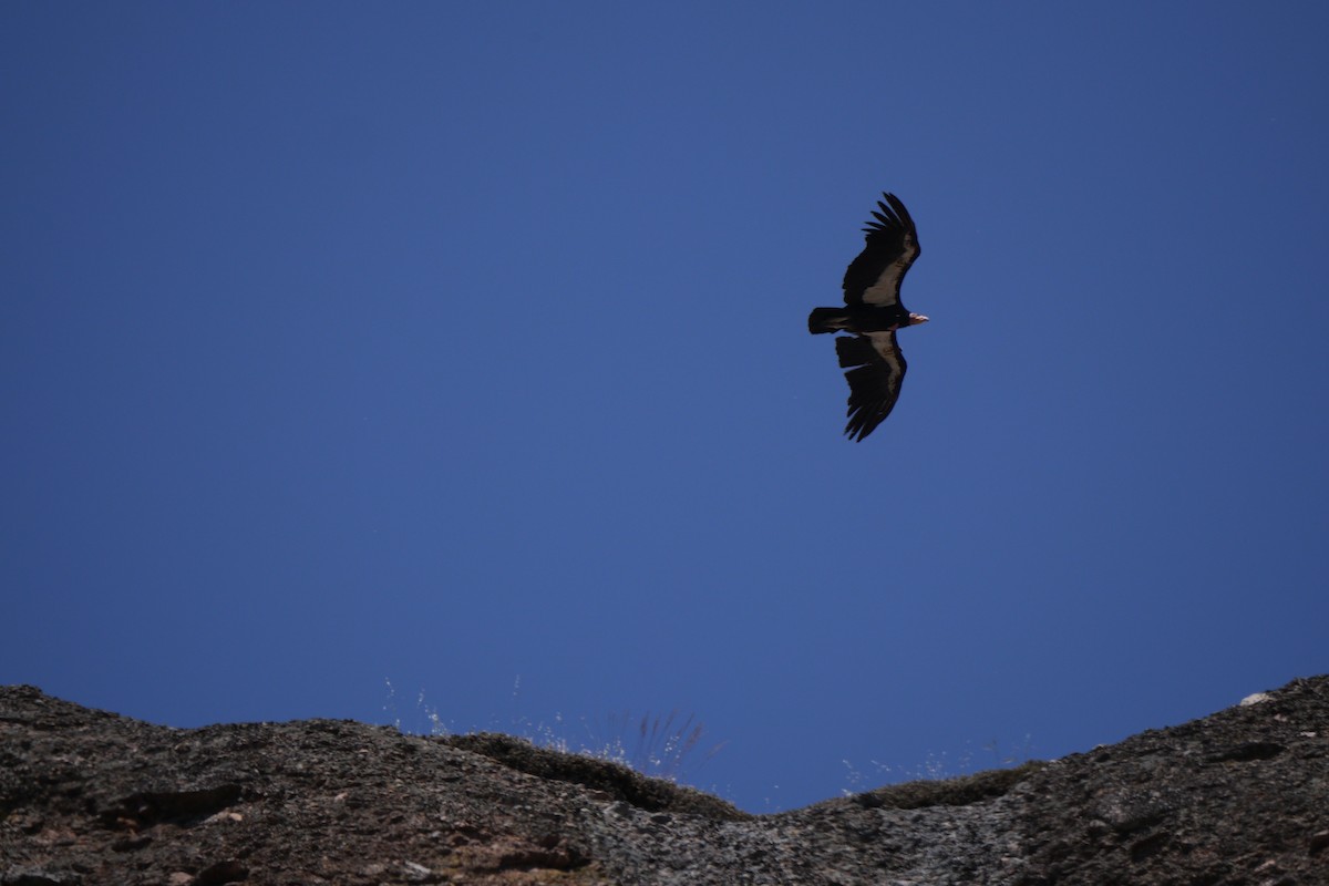 California Condor - Gordon Beebe