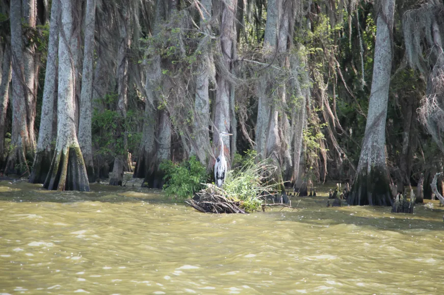 Great Blue Heron - ML618967877