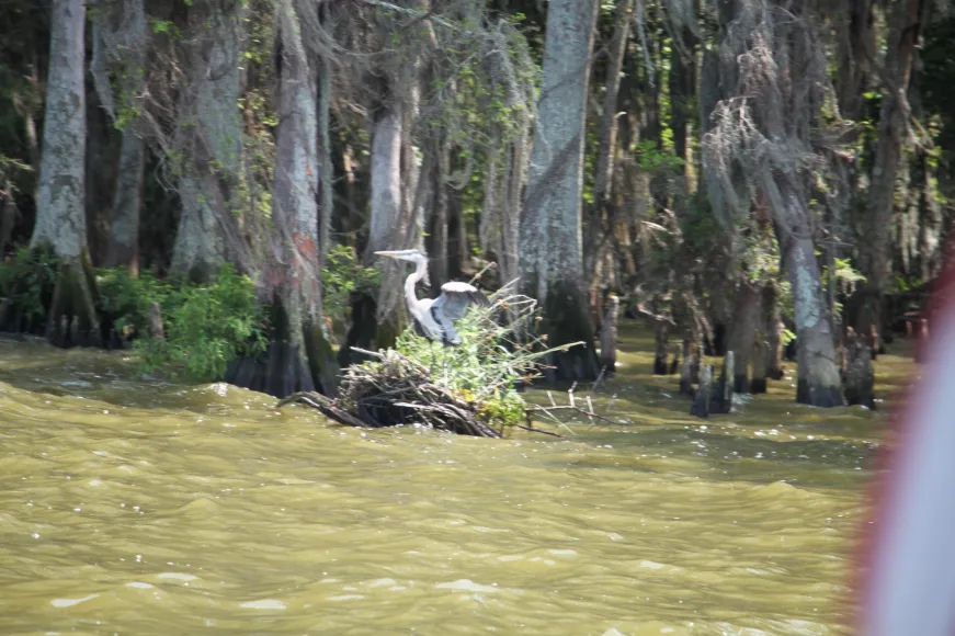 Great Blue Heron - ML618967878