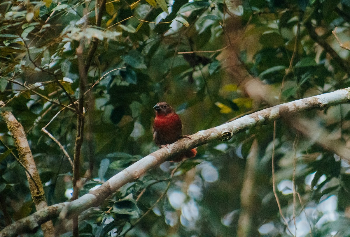 Red-crowned Ant-Tanager (Red) - Tainara Cuchi