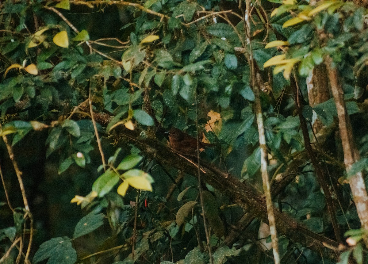 Red-crowned Ant-Tanager (Red) - ML618967885