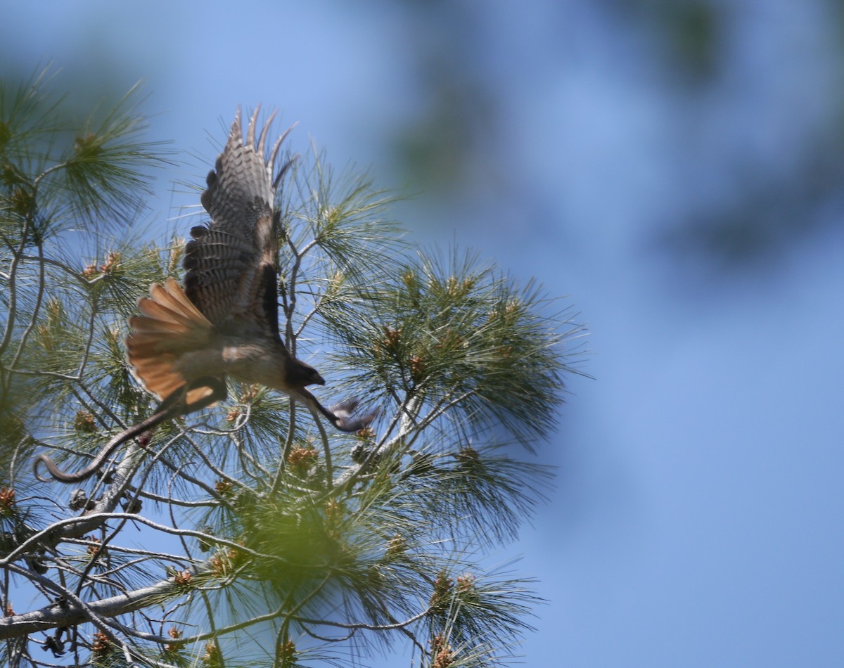 Red-tailed Hawk - ML618967895