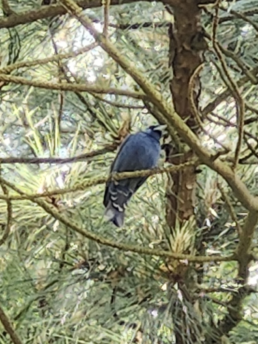 Blue Grosbeak - ML618967906