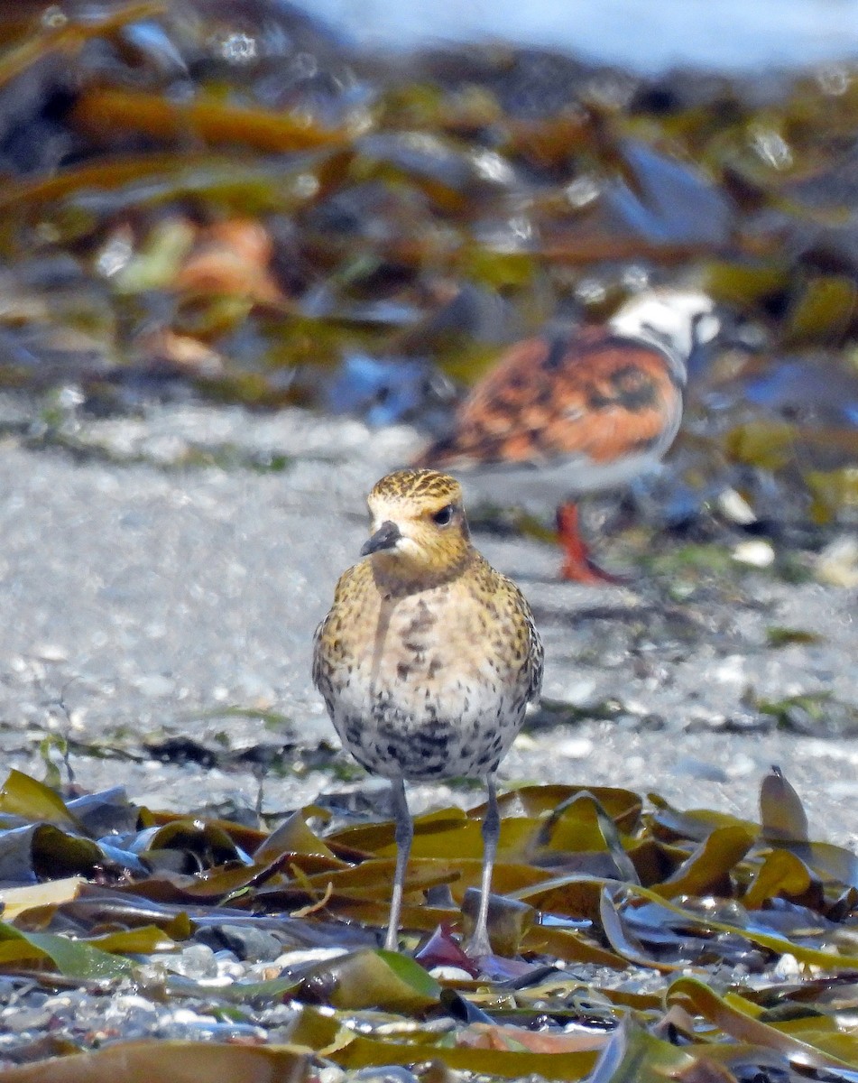 Pacific Golden-Plover - ML618967910