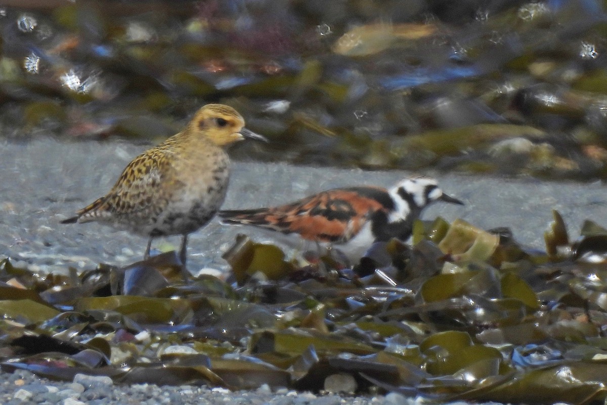 Pacific Golden-Plover - ML618967919