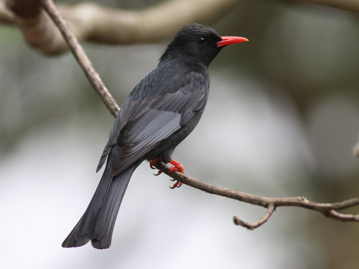 Black Bulbul (Gray-winged) - ML618967933