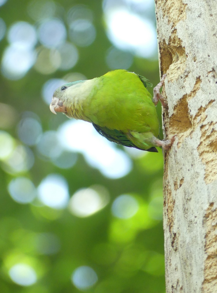 Gray-cheeked Parakeet - ML618967938