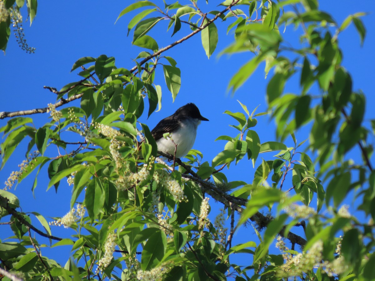 Eastern Kingbird - Herman van Werkhoven
