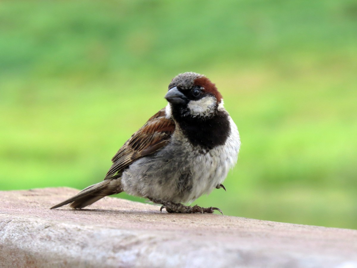 Moineau domestique - ML618967940