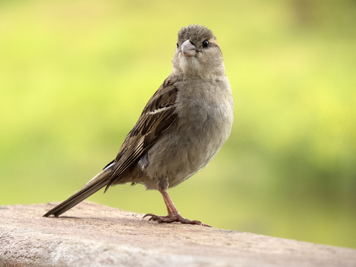 Moineau domestique - ML618967941