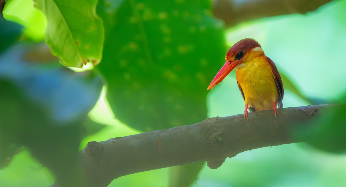 Rufous-backed Dwarf-Kingfisher - Haitong Yu