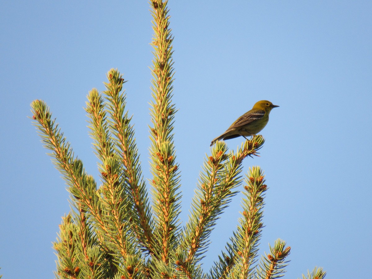 Pine Warbler - Allison Kluver