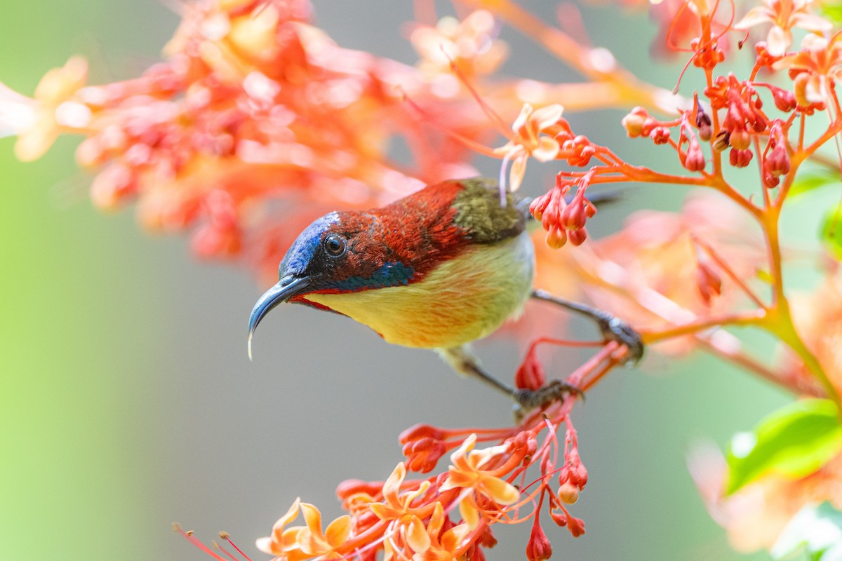 Lovely Sunbird - Haitong Yu