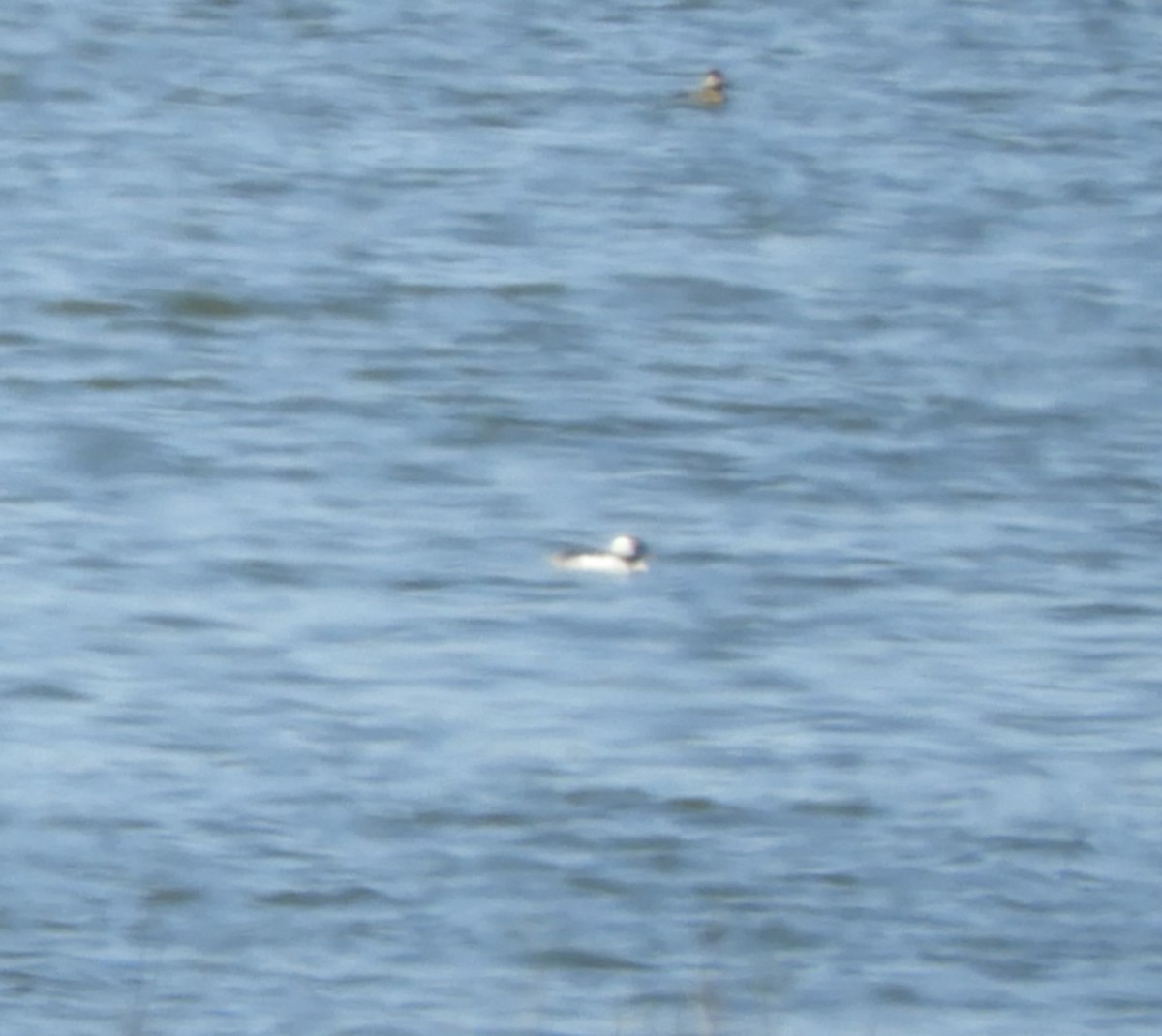 Bufflehead - ML618967989