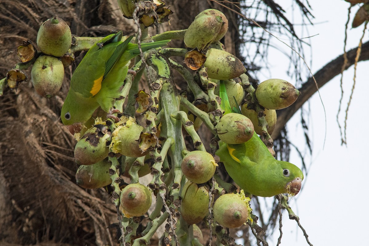 Yellow-chevroned Parakeet - ML618968003