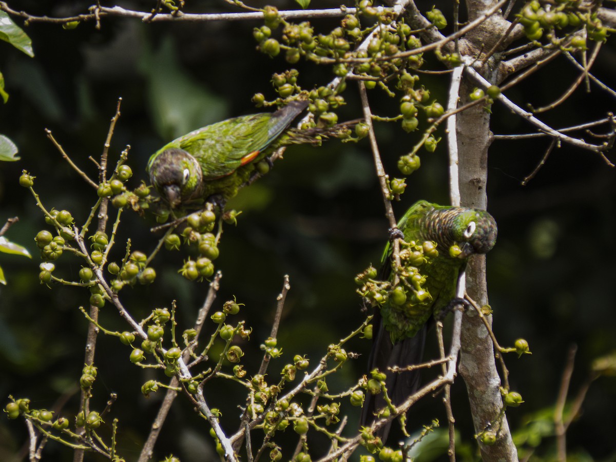 brunhaleparakitt - ML618968007