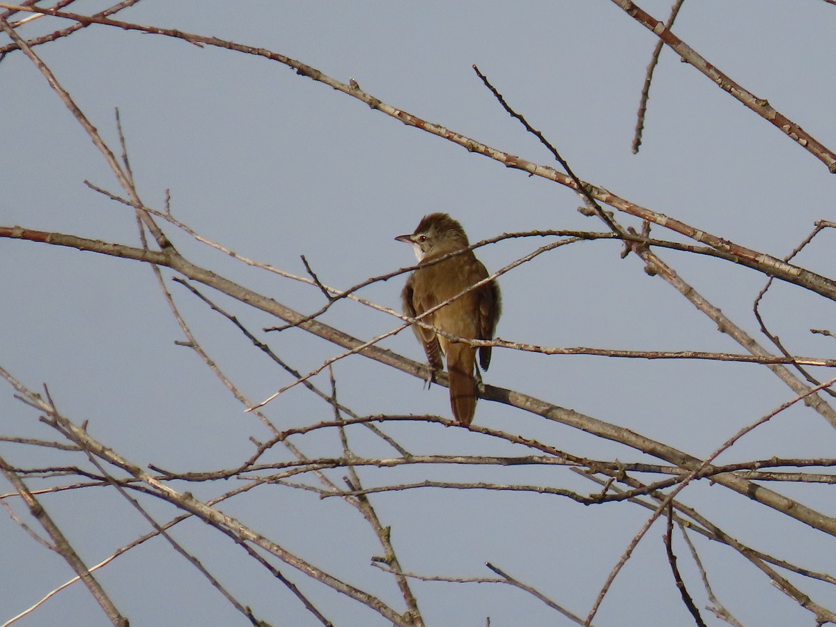 Great Reed Warbler - Federico  Iglesias García