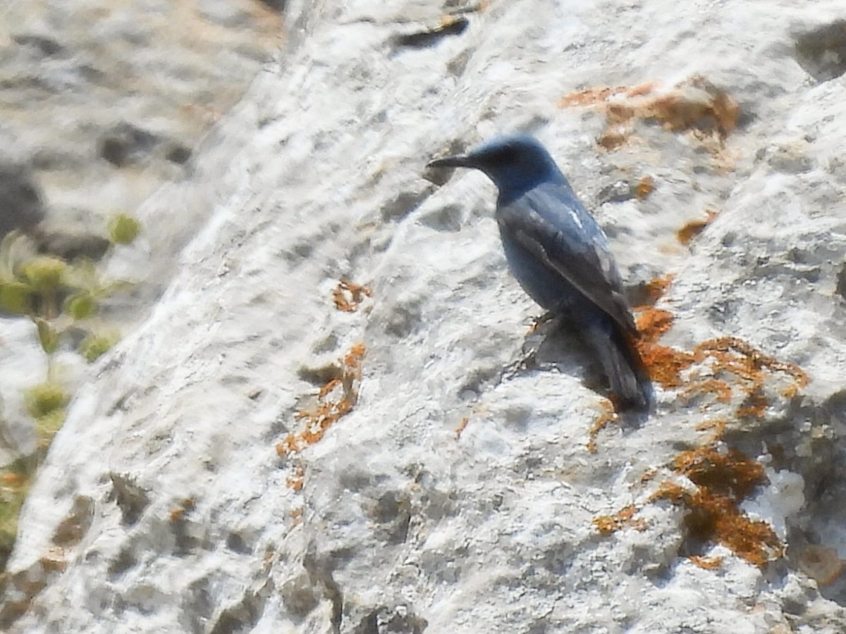 Blue Rock-Thrush - ML618968015