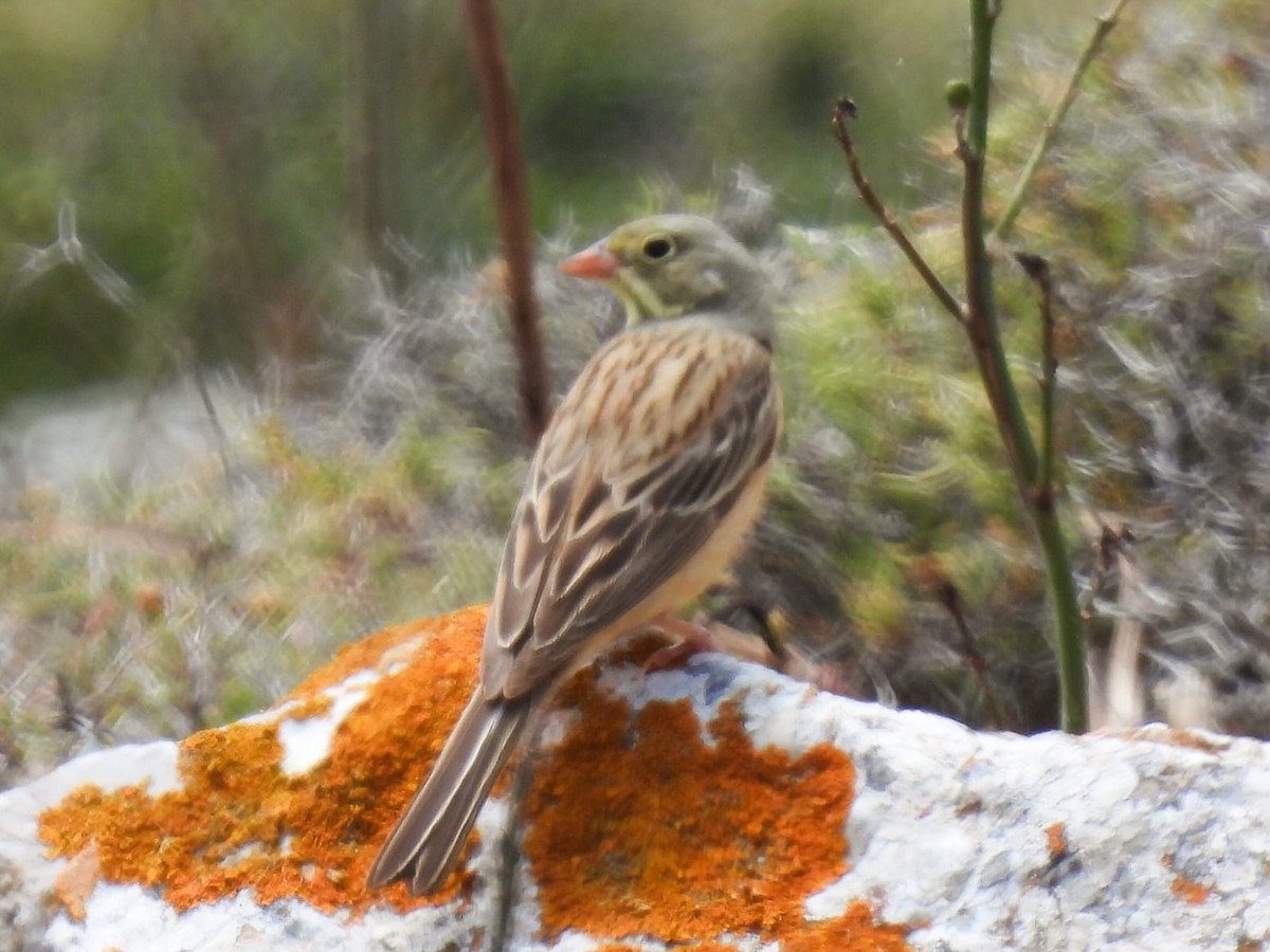 Ortolan Bunting - Eric van Balkum