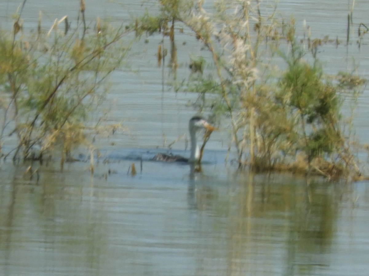 Clark's Grebe - Julie Szabo