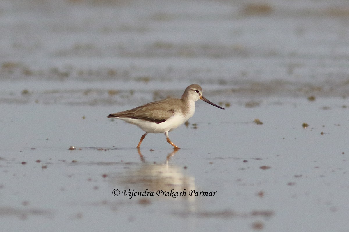 Terek Sandpiper - VIJENDRA PRAKASH  PARMAR