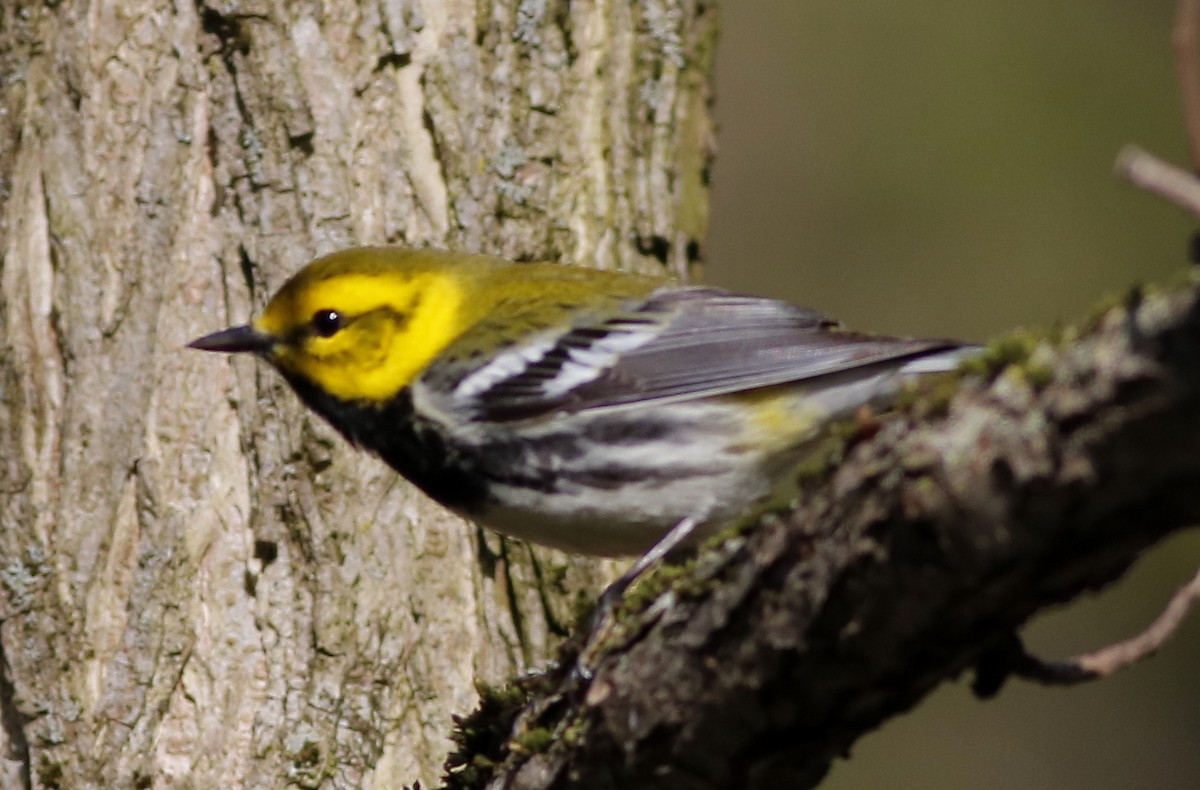 Black-throated Green Warbler - ML618968065