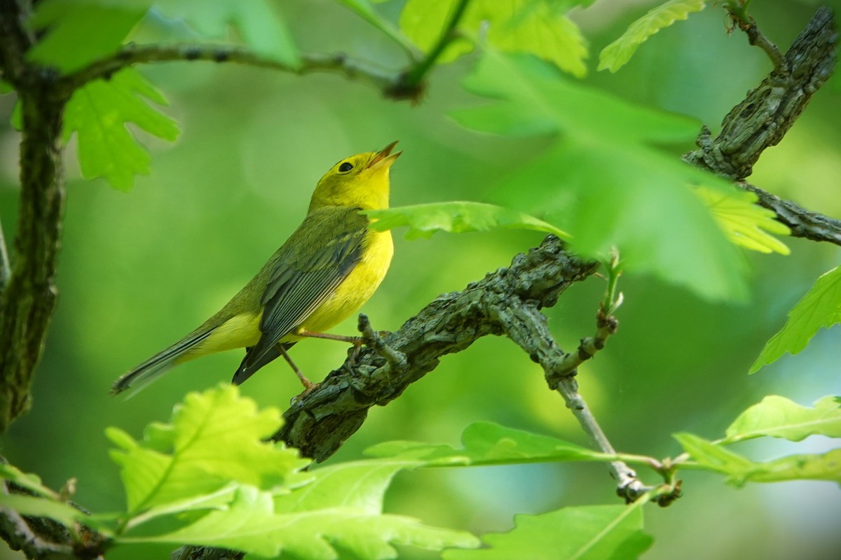 Wilson's Warbler - ML618968068