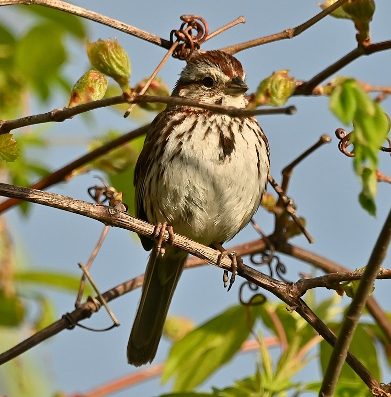 Song Sparrow - Regis Fortin