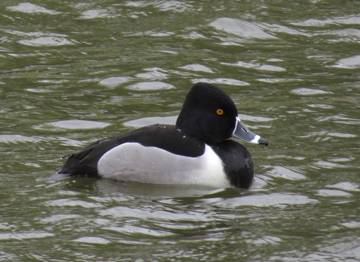 Ring-necked Duck - ML618968077