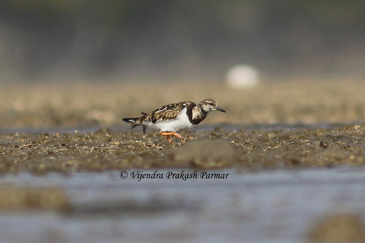 Ruddy Turnstone - ML618968080