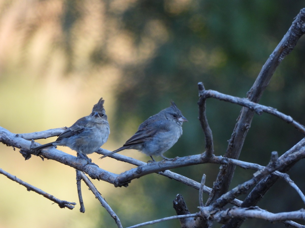 Gray-crested Finch - Tomas  Calahuma