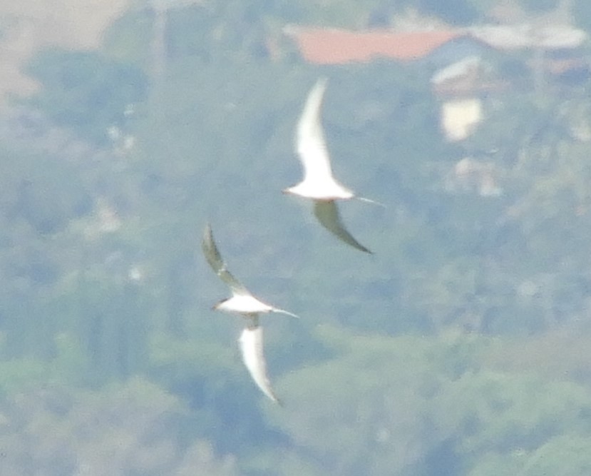 Forster's Tern - Julie Szabo