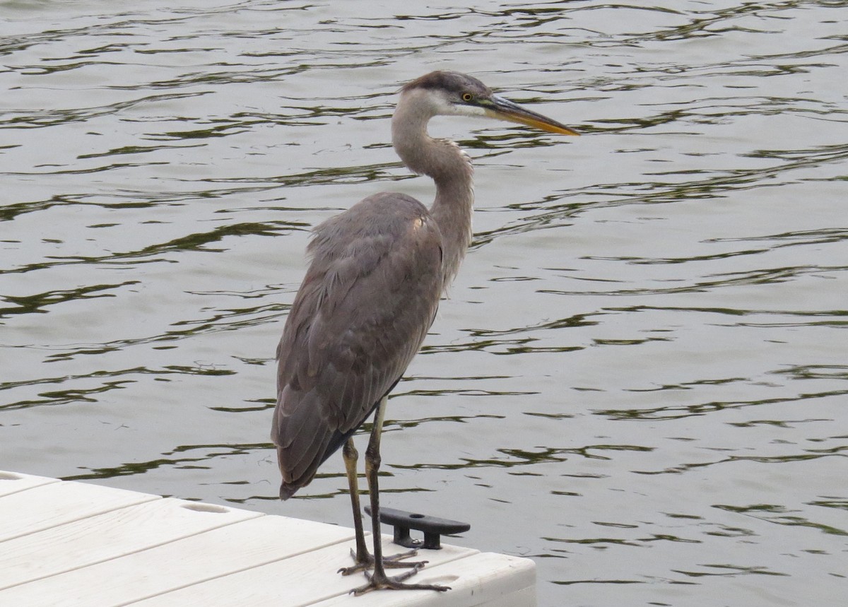 Great Blue Heron - ML618968092