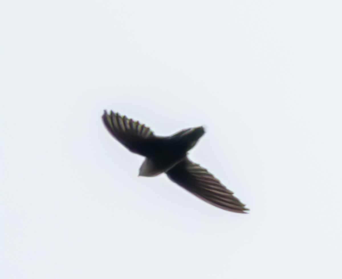 Chimney Swift - Mary-Rose Hoang