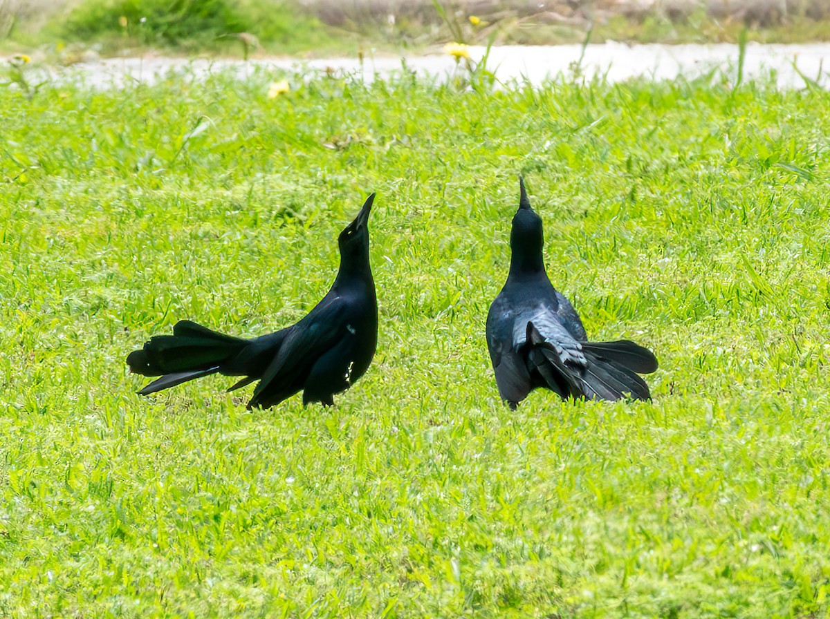 Great-tailed Grackle - ML618968095