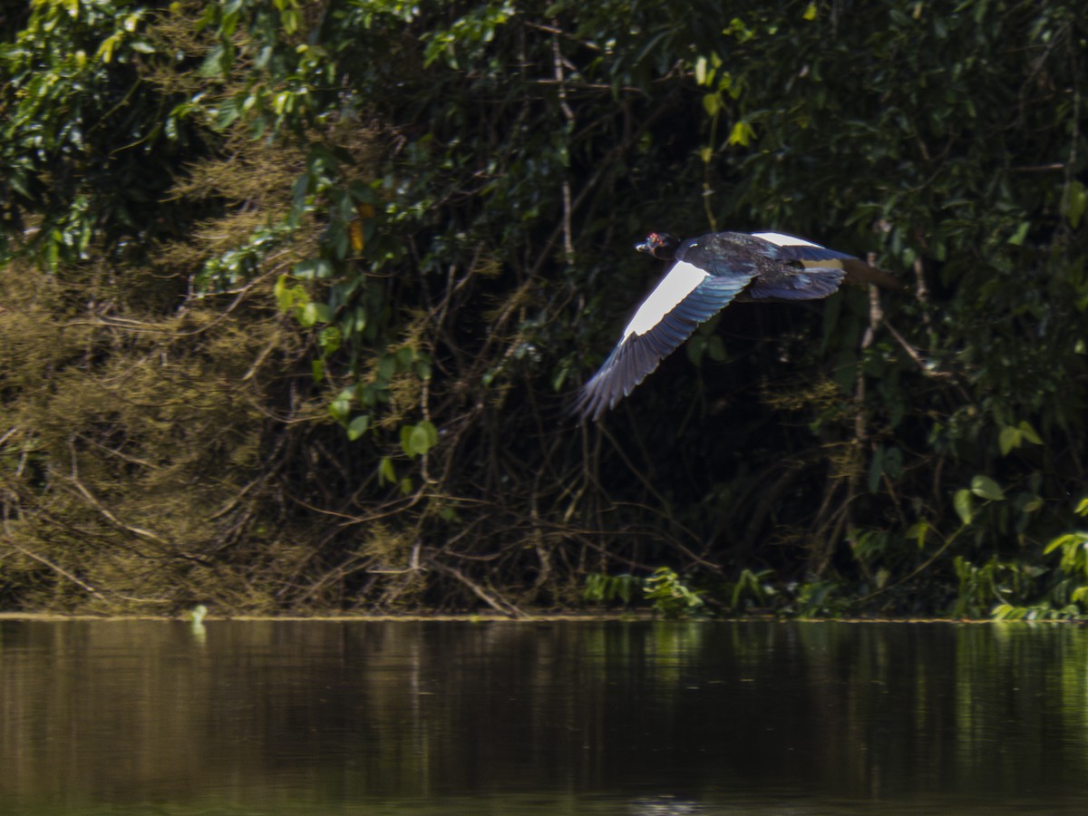 Muscovy Duck - Federico Beltran Hilarion