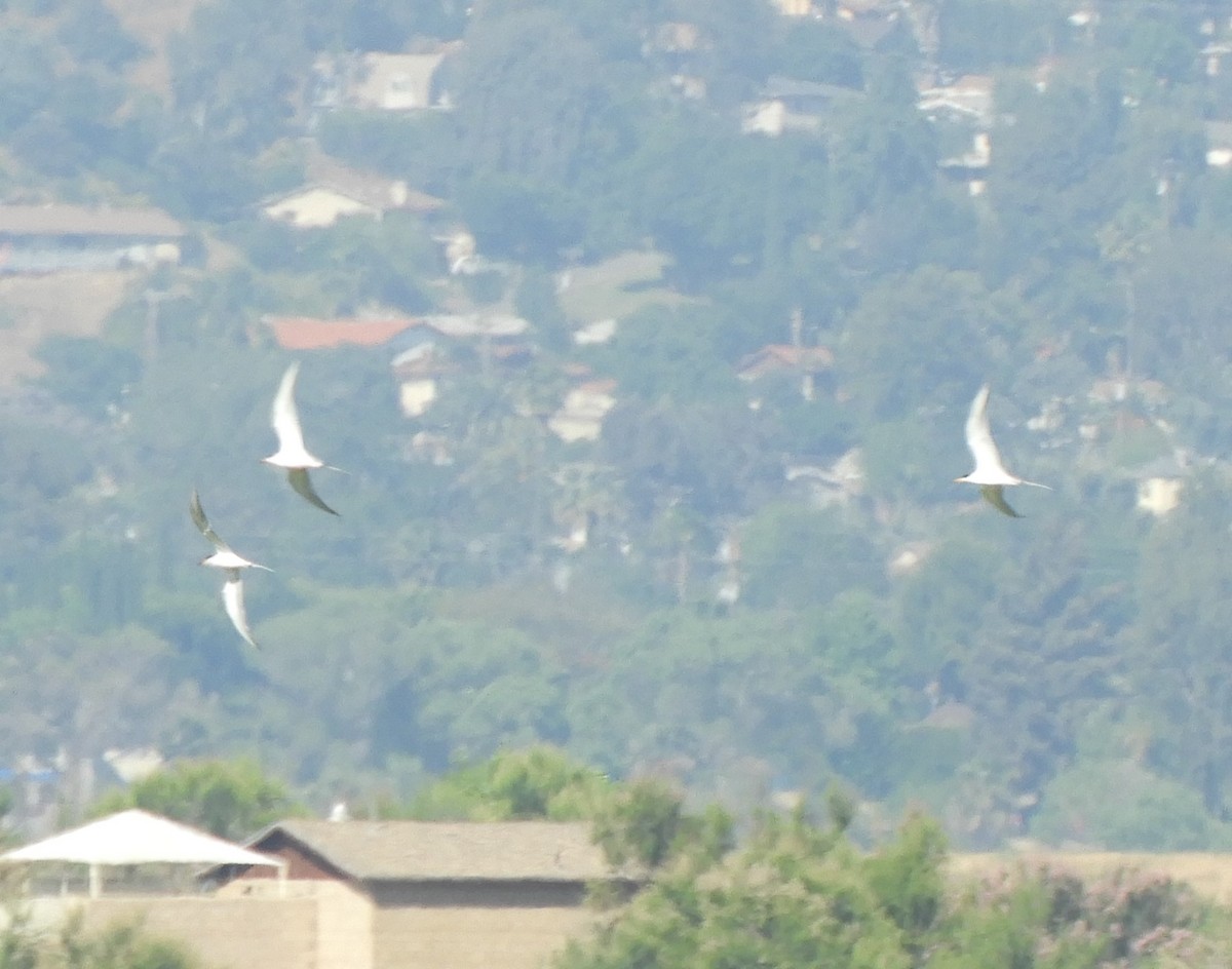 Forster's Tern - Julie Szabo