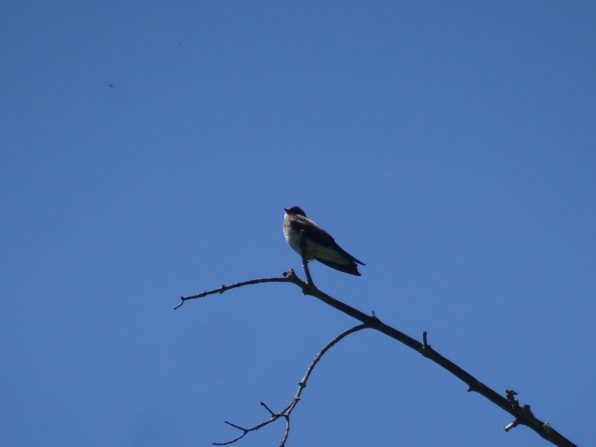 Northern Rough-winged Swallow - ML618968104