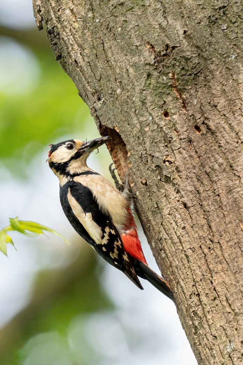 Great Spotted Woodpecker - ML618968109