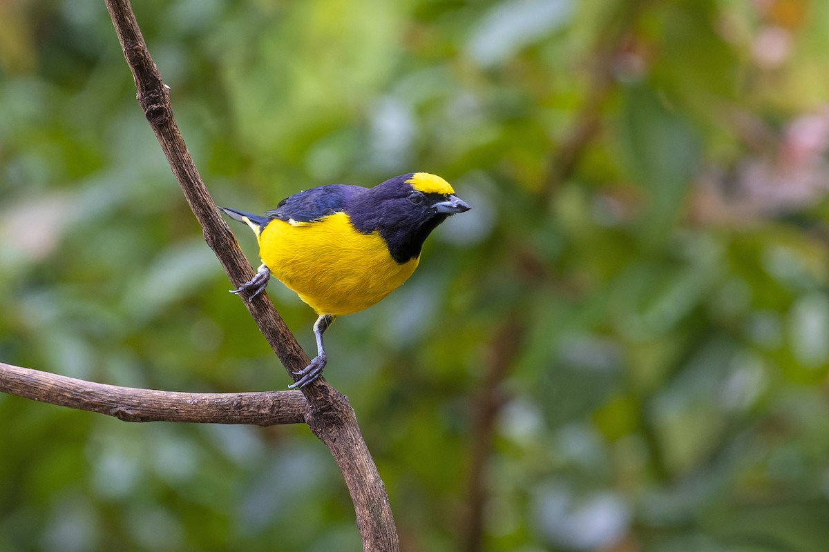 Purple-throated Euphonia - Marco Silva