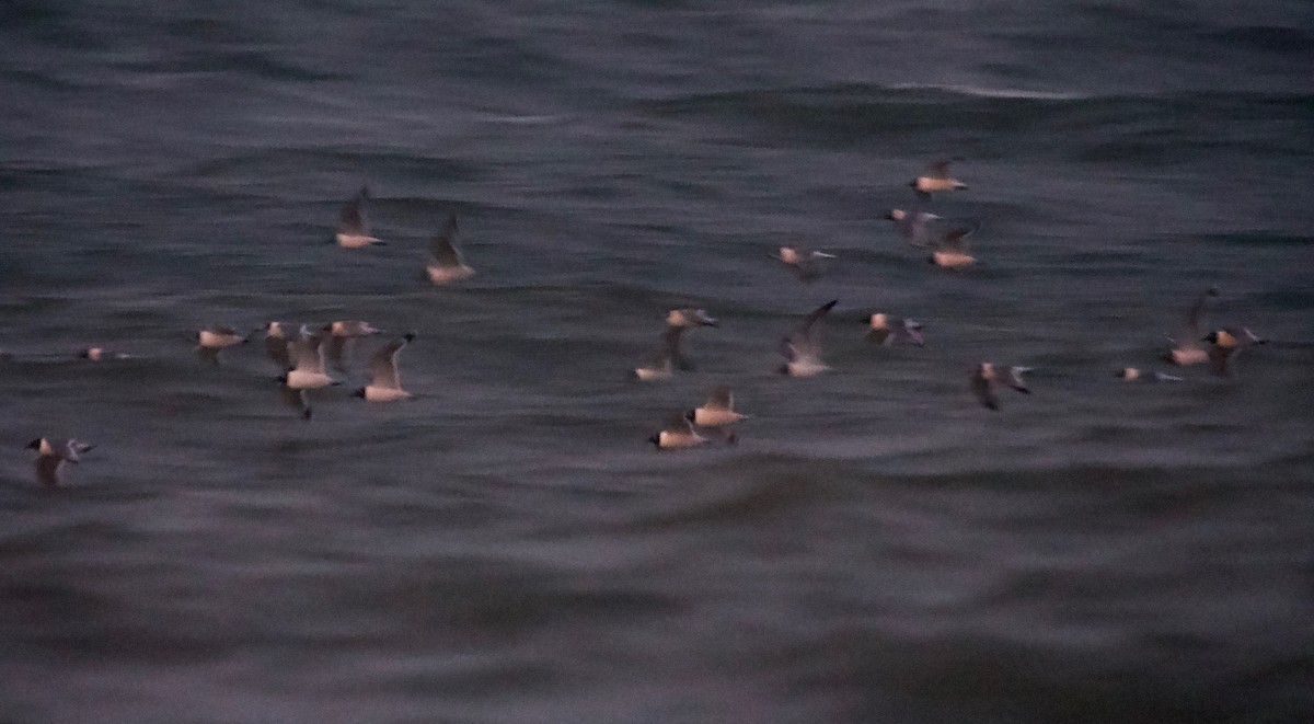 Franklin's Gull - Gautam Apte