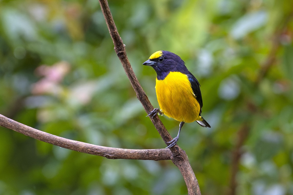 Purple-throated Euphonia - Marco Silva