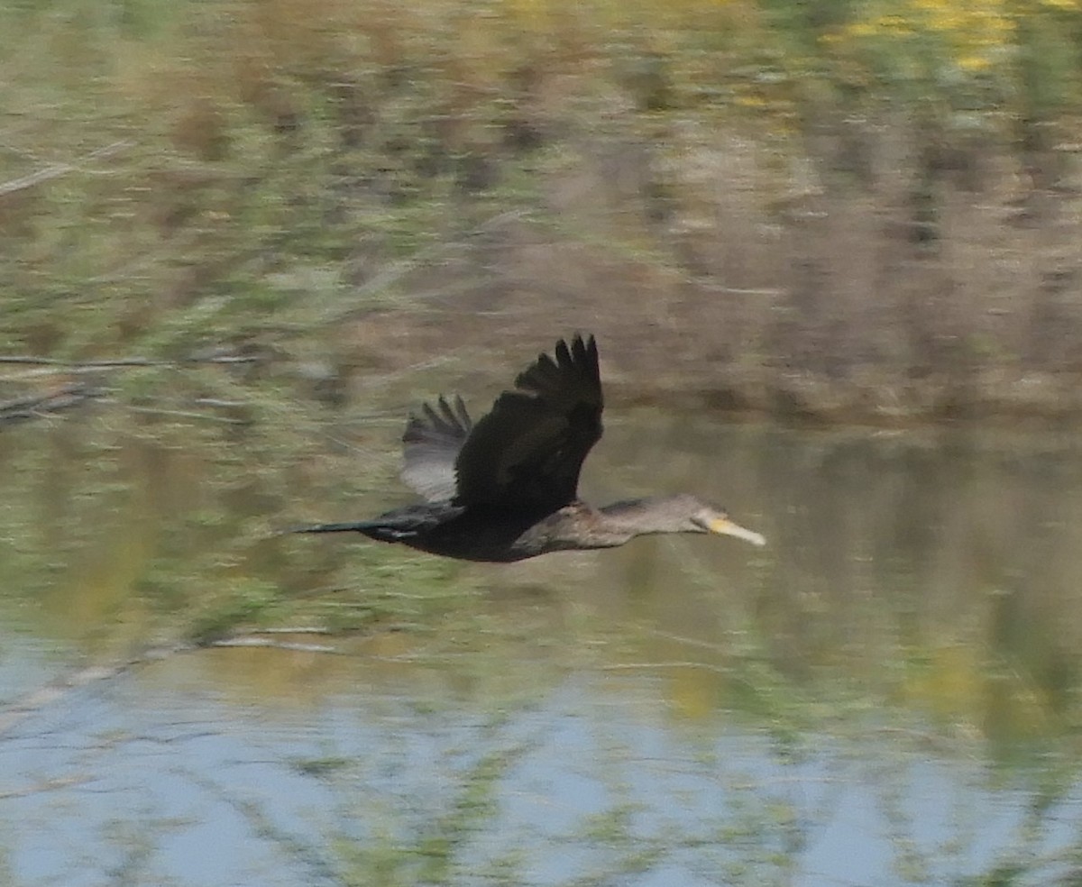 Neotropic Cormorant - Julie Szabo