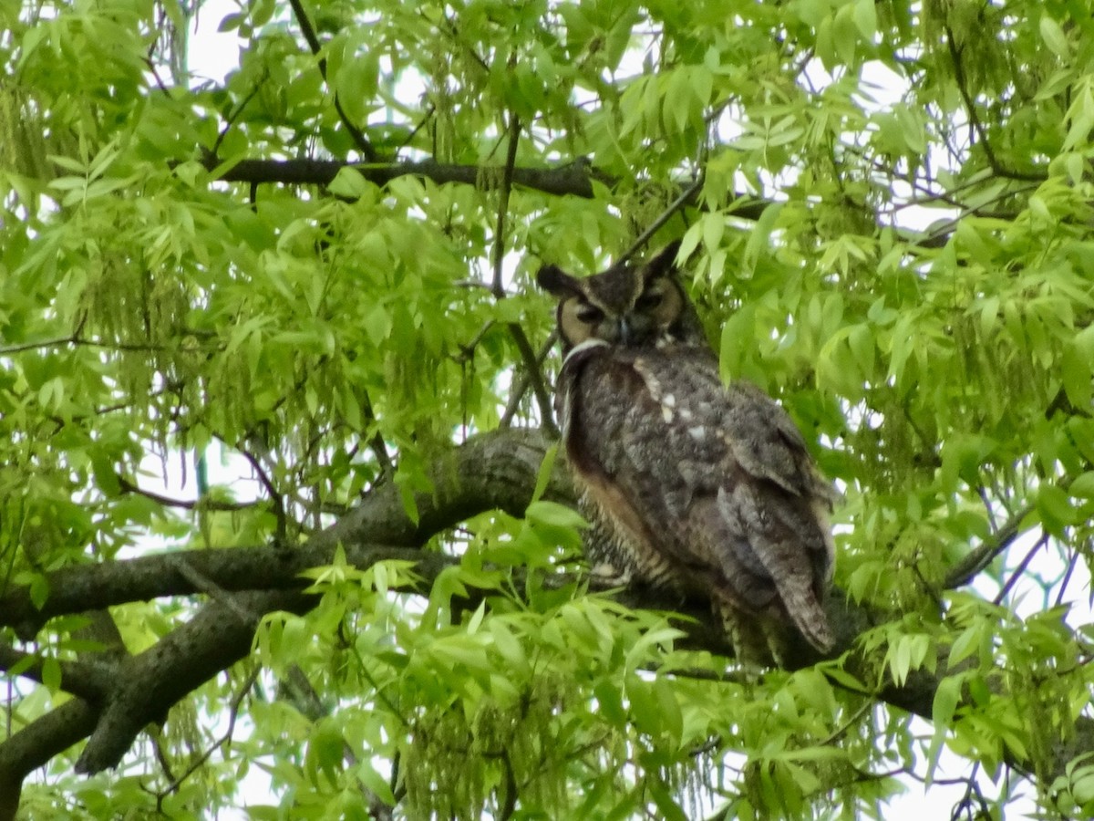Great Horned Owl - ML618968118