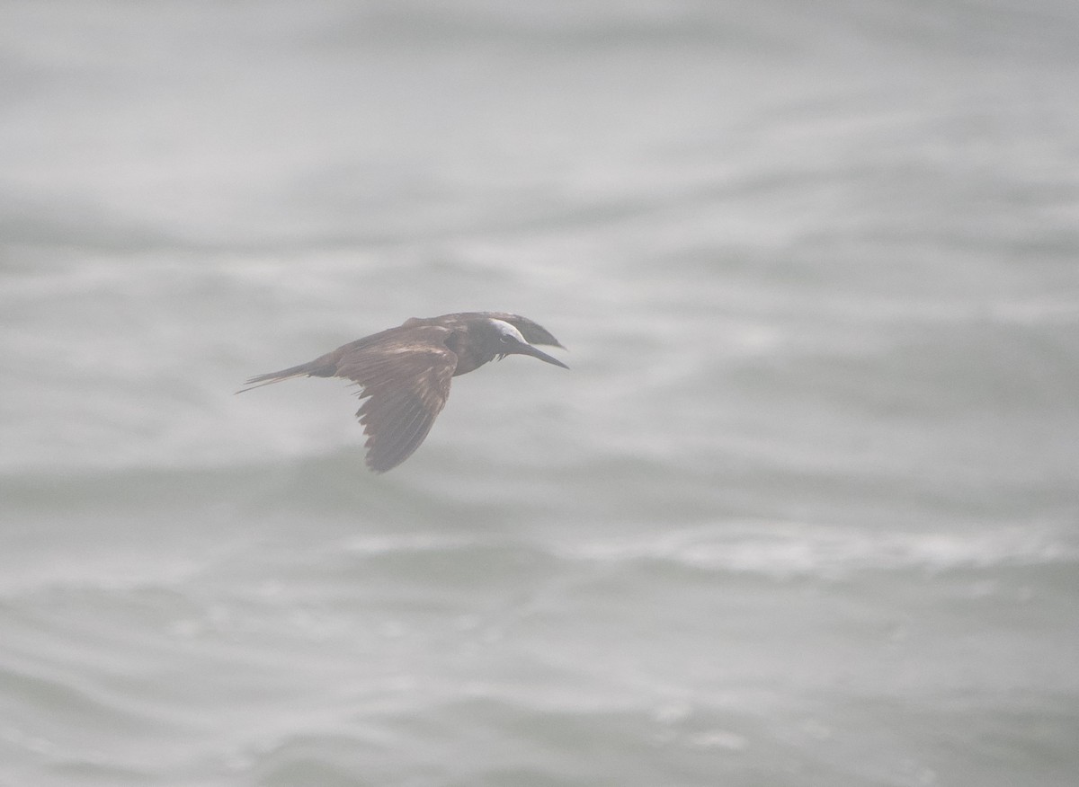 Black Noddy - Gautam Apte