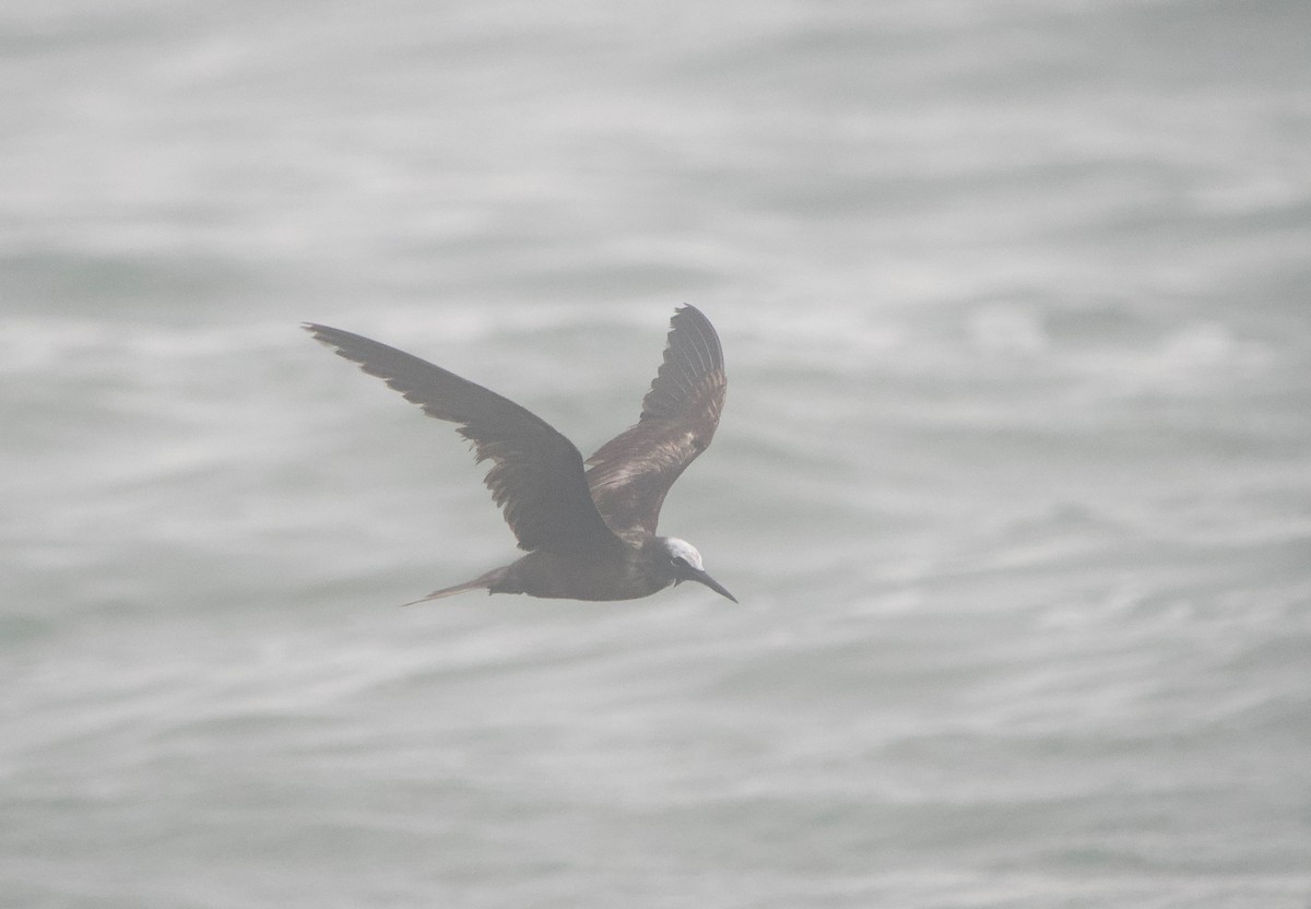 Black Noddy - Gautam Apte